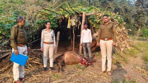 तेंदुआ ने किया किसान के खेत में कोठे में बंधी गाय का किया शिकार